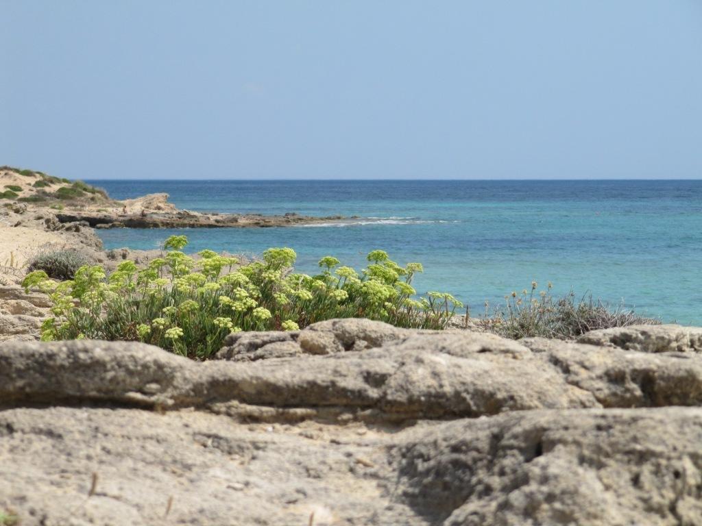 Hotel Costa D'Oro Torre Ovo Εξωτερικό φωτογραφία